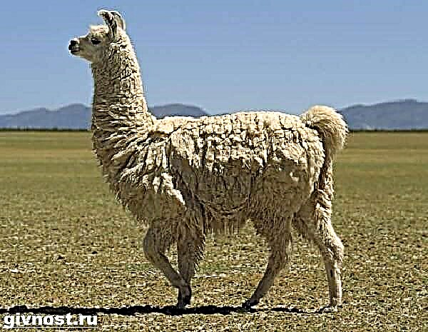 Llama သည်တိရစ္ဆာန်ဖြစ်သည်။ Llama လူနေမှုပုံစံစတဲ့နှင့်နေရင်းဒေသများ