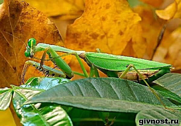 Mantis intsektuak. Mantis bizimodua eta habitata