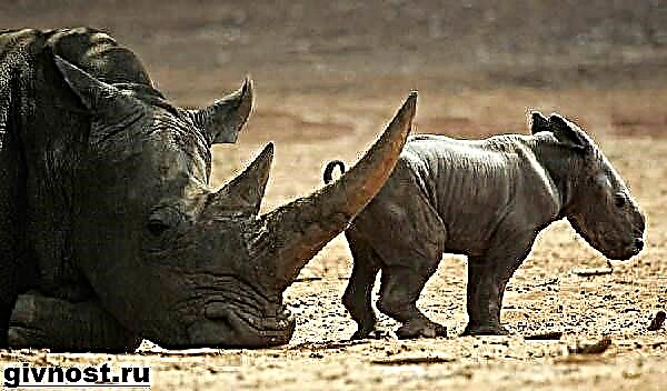 Rhîno heywanek e. Jiyan û jîngehê Rhino