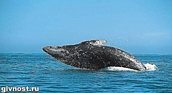 A balea Bowhead é un animal. Estilo de vida e hábitat das baleas Bowhead