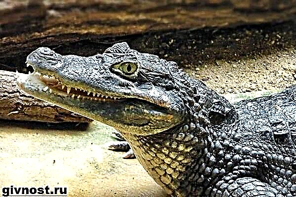 Cayman crocodilus. Bos mutus, habitatione lifestyle