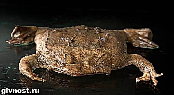 Toad Surinamese pipa. Stili i jetesës dhe habitati pipa surinamez