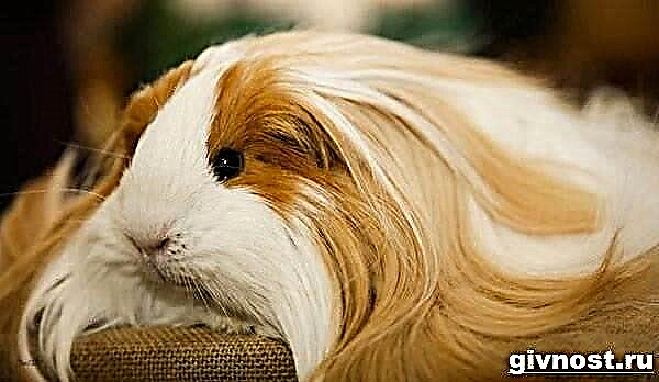 ဂီနီဝက်သည်တိရစ္ဆာန်တစ်ကောင်ဖြစ်သည်။ guinea ဝက်၏ဖော်ပြချက်, အင်္ဂါရပ်များ, စောင့်ရှောက်မှုနှင့်စျေးနှုန်း