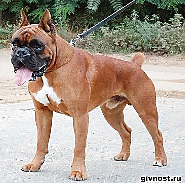 سگ بوکسور آلمانی. توضیحات ، ویژگی ها ، مراقبت و قیمت بوکسور آلمانی
