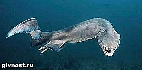 შემწვარი ზვიგენი. გაბერილი ზვიგენის ჰაბიტატი და ცხოვრების წესი