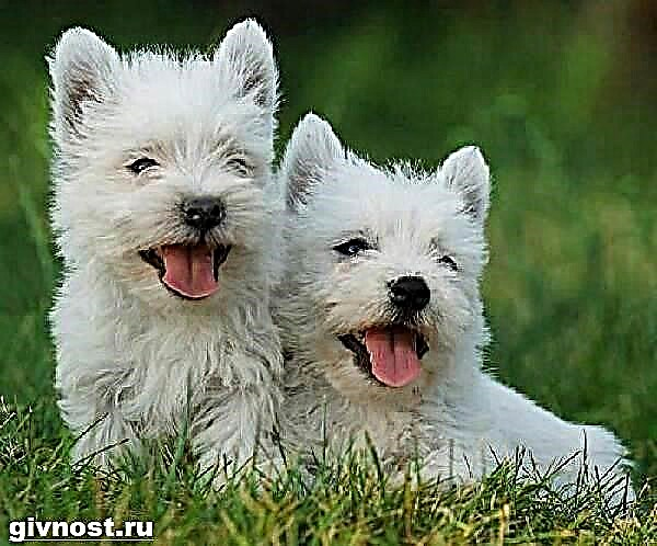 West Highland Dawb Terrier dev. Kev piav qhia, tus cwj pwm thiab saib xyuas ntawm West Highland White Terrier