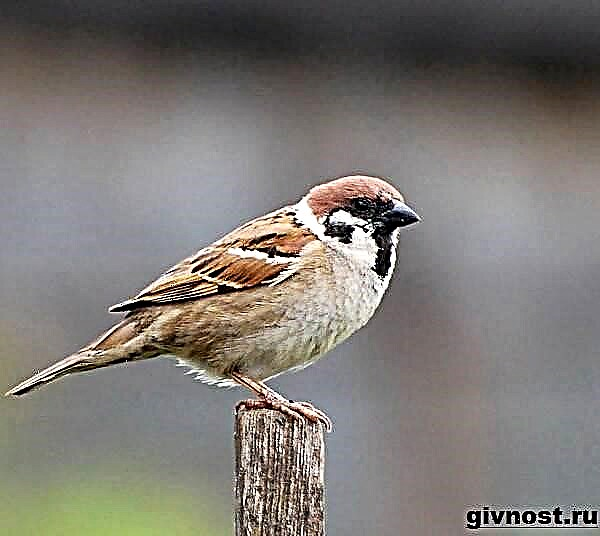 Manuk manuk cilik Gaya urip sparrow lan habitat