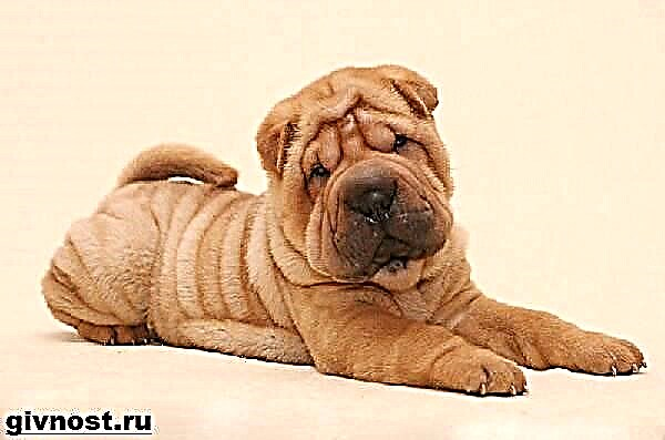 Шар Пей нохойн үүлдэр. Shar Pei-ийн тодорхойлолт, онцлог шинж чанар, арчилгаа, үнэ