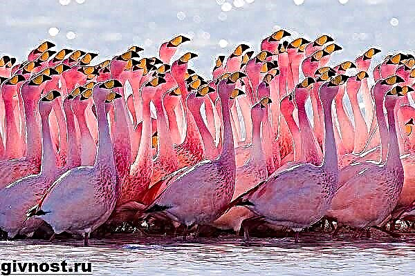 Flamingo ពណ៌ផ្កាឈូក។ របៀបរស់នៅនិងជម្រកនៃផ្កាភ្លើងពណ៌ផ្កាឈូក