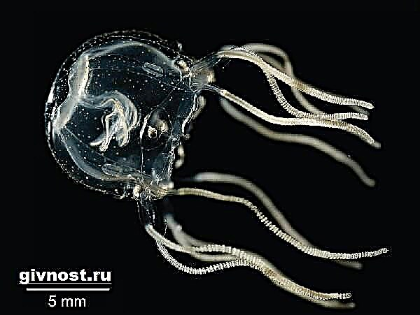 Jellyfish Irukandji. Jiyan û jîngeha mizgefta Irukandji