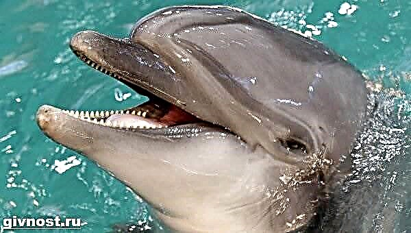 Dolphin dolphin dolphin - ụdị ndụ ya na ebe obibi ya