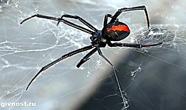 Қара жесір паук. Қара жесірдің өмір салты мен тіршілік ету ортасы