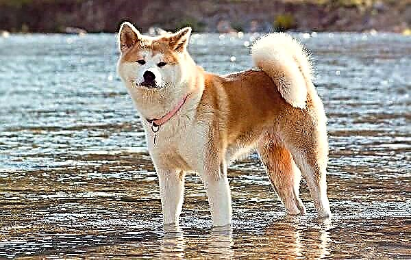 აკიტა ინუ ძაღლის ჯიშია. აღწერა, მახასიათებლები, ბუნება, მოვლა და ფასი
