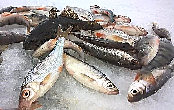 15 beste visvangplekke in die Tambov-streek. Betaal en gratis