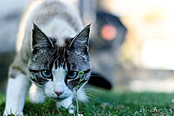Ojos azules cat. Halinta, siffofin kula da ita da tarihin jinsi