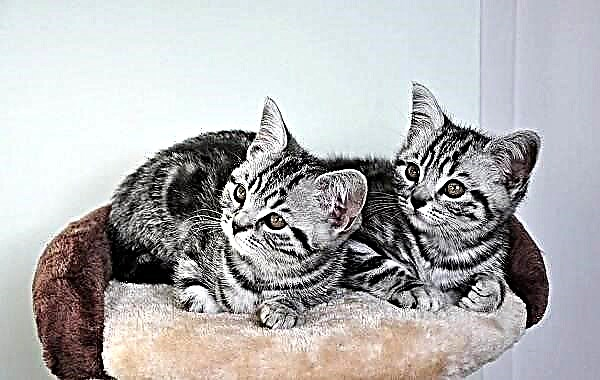 Kucing shorthair Amerika. Katrangan, fitur, perawatan lan rega anakan