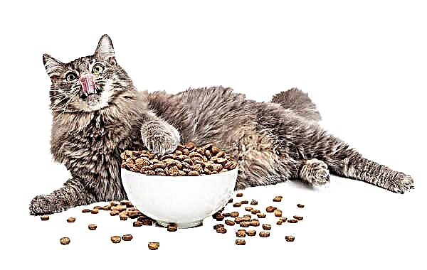 Keuntungan lan kontra panganan kucing garing