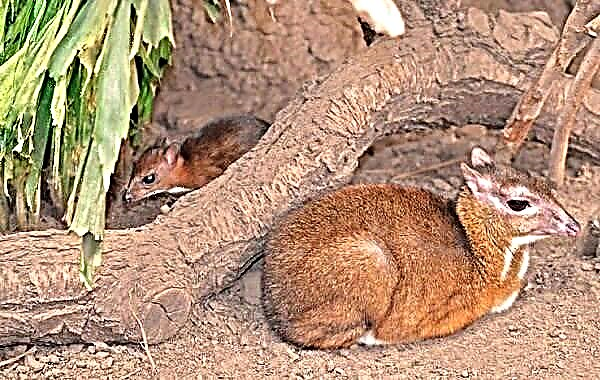 موش گوزن یک حیوان است. شرح ، ویژگی ها ، سبک زندگی و زیستگاه