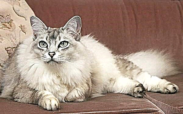 Mačka Chantilly-tiffany. Opis, karakteristike, njega i cijena pasmine