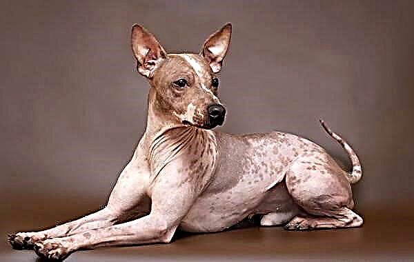 گنجا کتے کی نسلیں۔ گنجی کتے کی نسلوں کی تفصیل ، خصوصیات ، نام ، اقسام اور تصاویر
