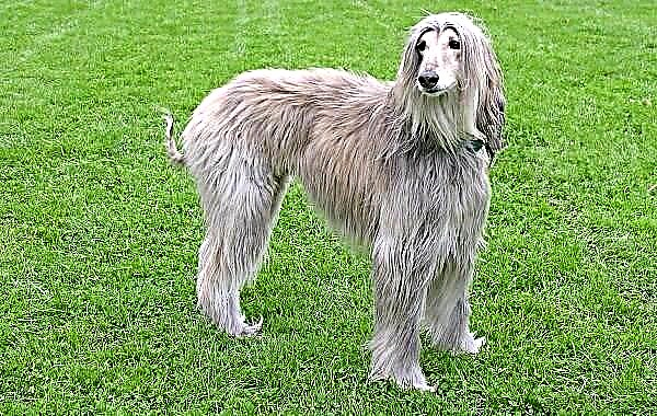 Afganistanski pas. Opis, karakteristike, vrste, priroda, njega i cijena pasmine