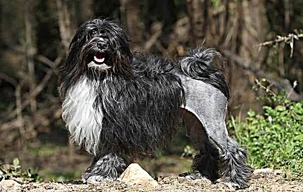 Левхен нохой. Левхен үүлдрийн тодорхойлолт, онцлог, төрөл, шинж чанар, арчилгаа, үнэ