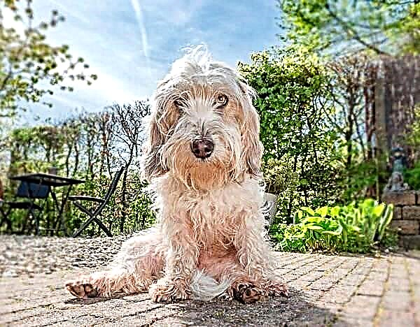 Anjing Basset griffon Vendée. Pedaran, fitur, karakter, perawatan sareng harga urang sunda