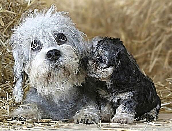 Dandy dinmont Terrier Hond. Beschreiwung, Features, Aarten, Fleeg a Präis vun der Rass
