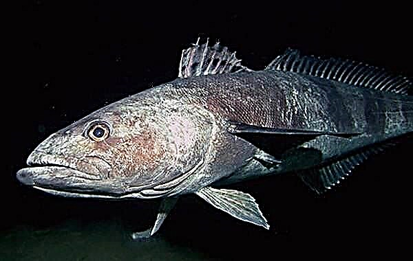 Toothfish pisces. Description: features, species, lifestyle et piscantur pro toothfish