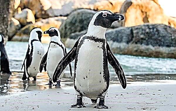 Jinis penguin. Katrangan, jeneng, fitur, foto lan gaya urip spesies penguin