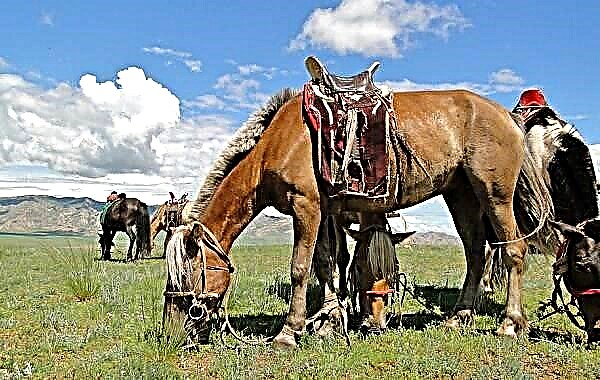 Kali mongol. Përshkrimi, tiparet, kujdesi dhe çmimi i kalit mongol
