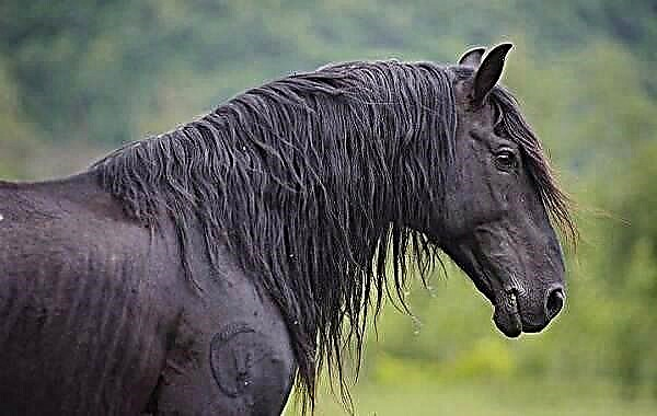Konj Karačaev. Opis, karakteristike, vrste, njega i cijena karašajskog konja