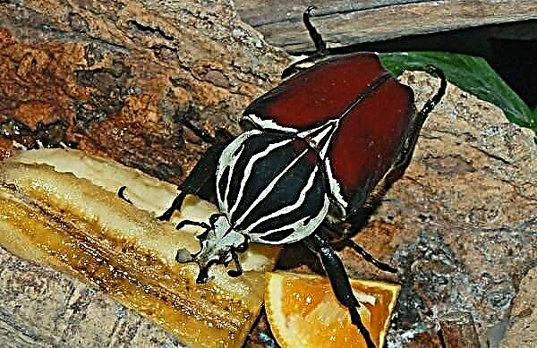 Ascendens Goliath nomine beetle feram. Description: features, species, lifestyle et habitat in goliath