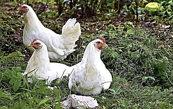 Раси на кокошки за домашно размножување