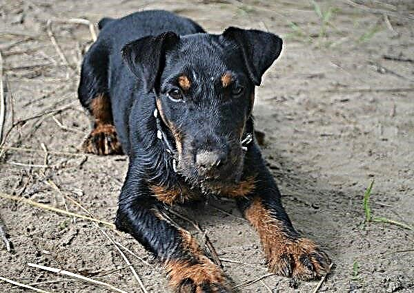 Njemački pas jagdterrier. Opis, karakteristike, vrste, briga i cijena pasmine