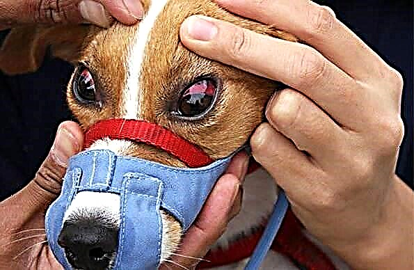 Konjuktiviti i syrit tek qentë. Shkaqet, simptomat, llojet dhe trajtimi i konjuktivitit në qen