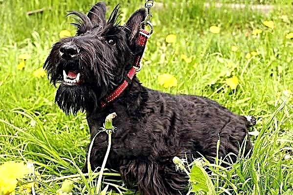 Scotch Terrier Hond. Beschreiwung, Features, Aarten, Fleeg a Präis vun der Scotch Terrier Rass