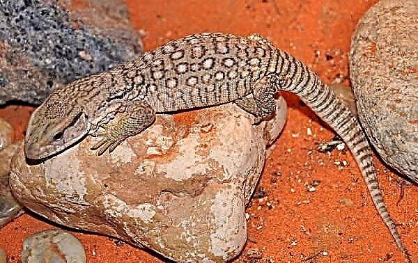 I-Cape Monitor lizard isilwane. Incazelo, izici, indlela yokuphila kanye nokuhlala kwendawo ye-Cape Monitor lizard