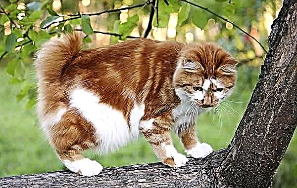 Japannese bobtail kat. Beskrywing, kenmerke, versorging en prys van 'n Japannese bobtail