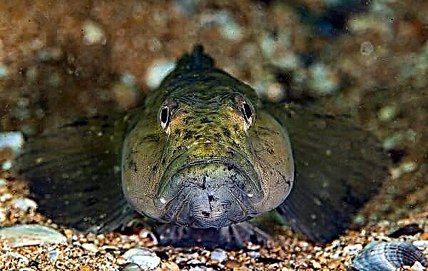 ماهی گوبی توصیف ، ویژگی ها ، گونه ها و زیستگاه اهریمنی