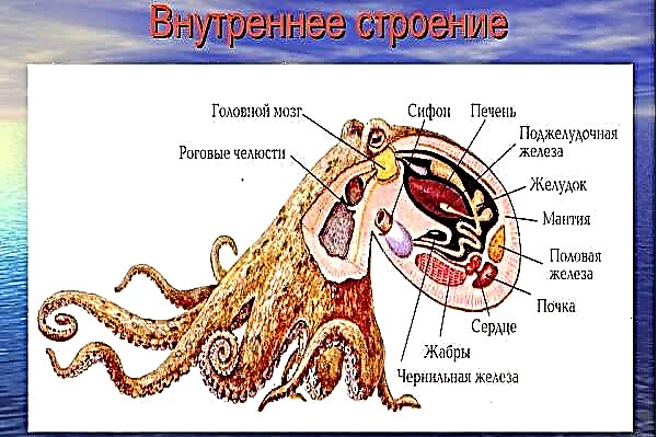 Sefalopod. Deskripsyon, karakteristik, kalite ak siyifikasyon nan cephalopods
