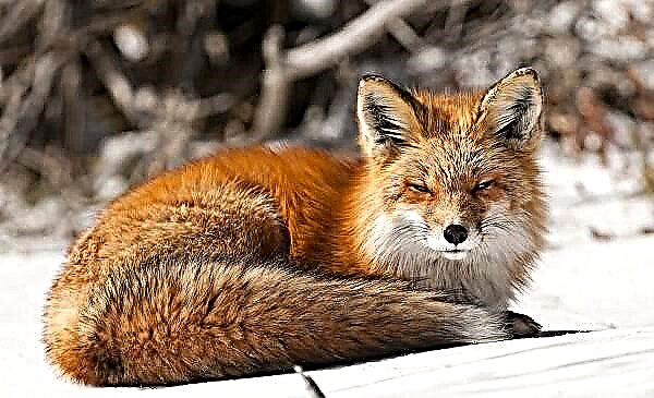 Vrste lisica. Opis, karakteristike, imena i način života vrsta lisica
