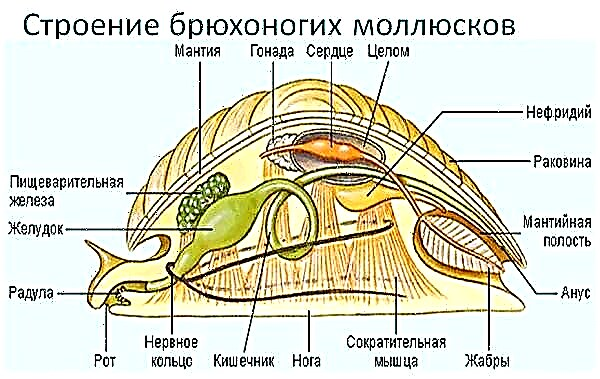 Gastropoda. Katrangan, fitur, jinis lan pinunjul saka gastropoda