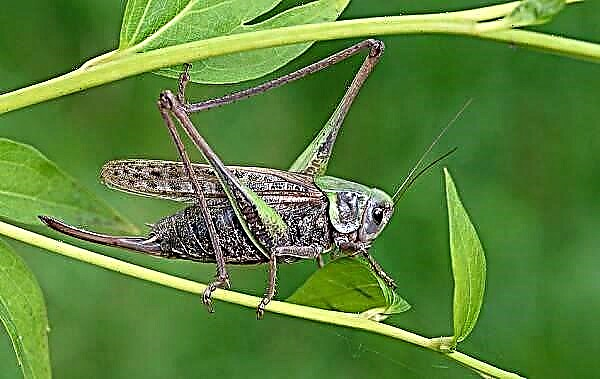 Celebên grasshoppers. Danasîn, nav û taybetmendiyên celebên hêşînahiyan