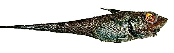 Peshk Macrurus. Përshkrimi, tiparet, mënyra e jetesës dhe habitati i granatierit