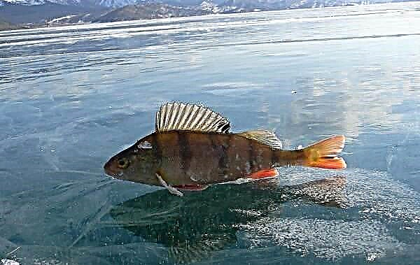 ماهی بایکال. شرح ، نام و ویژگی های ماهی دریاچه بایکال