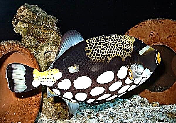 Magandang aquarium fish (30 mga larawan)