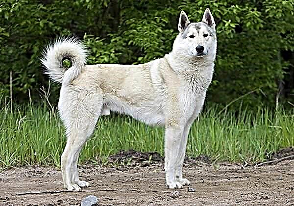 Anjing Laika Siberia Wétan. Katerangan, fitur, perawatan sareng harga husky Siberia Wétan