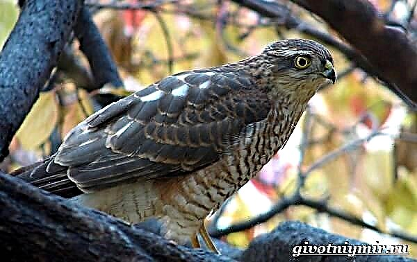 Manuk Sparrowhawk. Gaya urip lan habitat Sparrowhawk