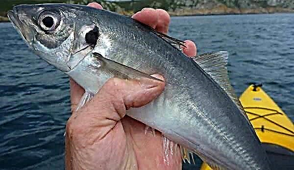 ပင်လယ်နက် mackerel ငါး။ ဖော်ပြချက်၊ အင်္ဂါရပ်များနှင့်မြင်းခြေးများ၏နေရင်းဒေသ